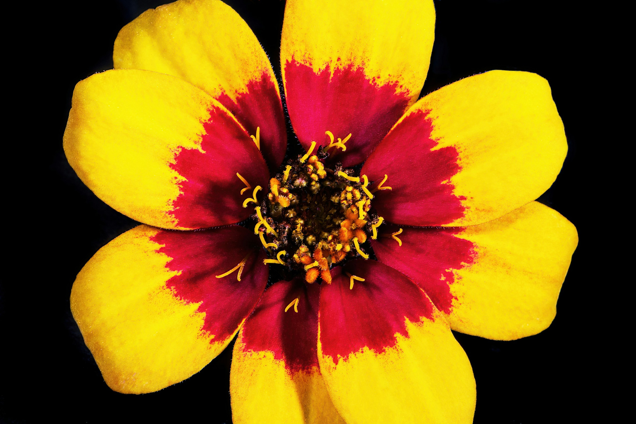 Close-up yellow and deep red flower against a black background